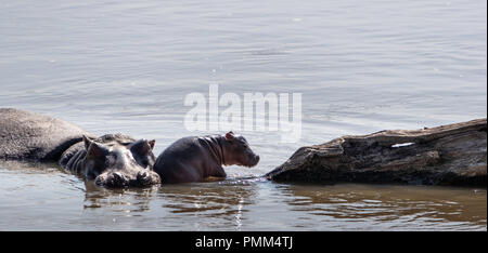Hippo pod avec très jeune veau dans la Rivière Luangwa Banque D'Images