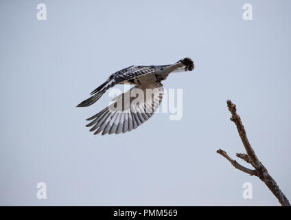 Pied Kingfisher fait l'appel sur son perchoir. Souht Luangwa, en Zambie Banque D'Images