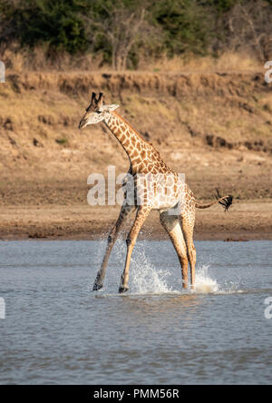 La girafe Thornicroft, nerveux de crocodiles, des éclaboussures comme il traverse un point bas de la Luangwa River, South Luangwa, en Zambie. Banque D'Images