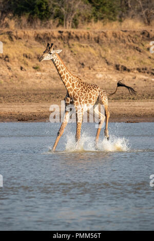 La girafe Thornicroft, nerveux de crocodiles, des éclaboussures comme il traverse un point bas de la Luangwa River, South Luangwa, en Zambie. Banque D'Images