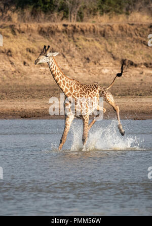 La girafe Thornicroft, nerveux de crocodiles, des éclaboussures comme il traverse un point bas de la Luangwa River, South Luangwa, en Zambie. Banque D'Images