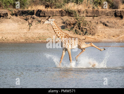 La girafe Thornicroft, nerveux de crocodiles, des éclaboussures comme il traverse un point bas de la Luangwa River, South Luangwa, en Zambie. Banque D'Images