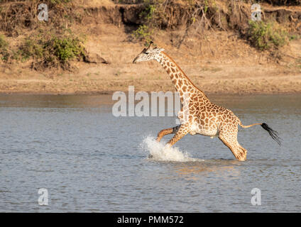 La girafe Thornicroft, nerveux de crocodiles, des éclaboussures comme il traverse un point bas de la Luangwa River, South Luangwa, en Zambie. Banque D'Images