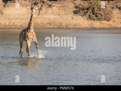 La girafe Thornicroft, nerveux de crocodiles, des éclaboussures comme il traverse un point bas de la Luangwa River, South Luangwa, en Zambie. Banque D'Images