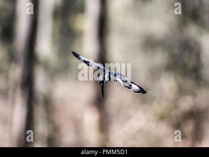 Pied Kingfisher plane alors que la chasse dans une piscine dans une forêt. South Luangwa, en Zambie Banque D'Images
