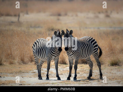 Crawshays Zebra sur les plaines de l'Afrique Banque D'Images