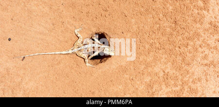 Lézard Agama protégeant ses oeufs, Afrique du Sud Banque D'Images