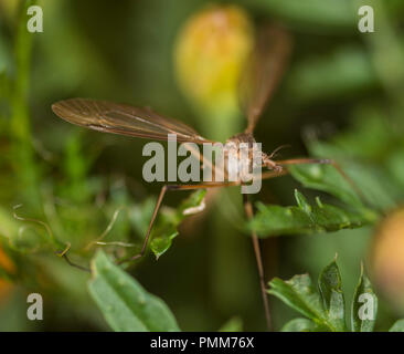 Cranefly sur une fleur Banque D'Images