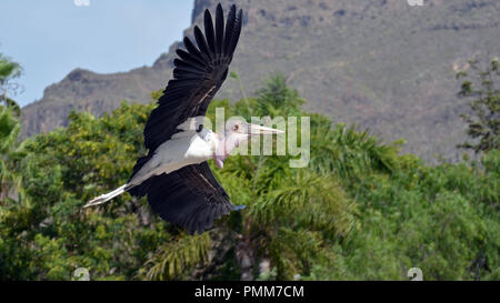 (Leptoptilus crumeniferus Marabou Stork) en vol Banque D'Images