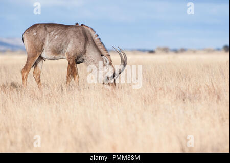 Le pâturage de l'antilope rouanne, Afrique du Sud Banque D'Images