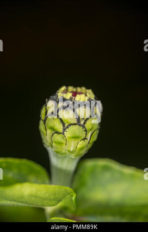 Bouton floral d'un souci commun Banque D'Images