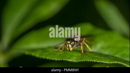 Wasp sur une feuille verte Banque D'Images