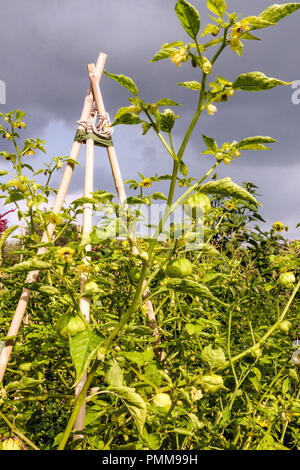 Husk mexicaine - Physalis ixocarpa tomatillo croissant sur la vigne dans le jardin de légumes Banque D'Images