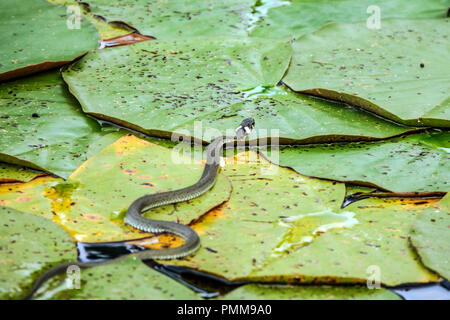 Serpent à herbe, Natrix natrix sur les feuilles dans un étang de jardin faune Banque D'Images