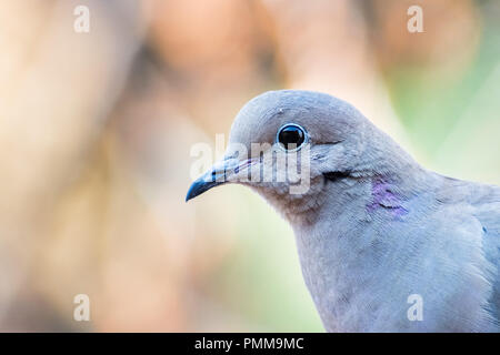 Close up of Mourning Dove head, Californie Banque D'Images