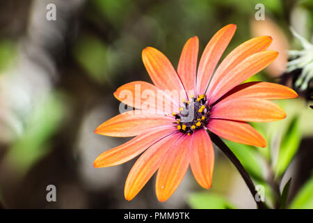 Close up of African daisy Osteospermum (Orange) Banque D'Images