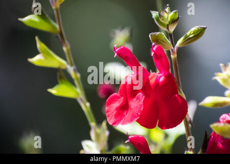 Close up of 'hot lips' sage d'automne en fleur hybride à la fin de l'été, en Californie Banque D'Images