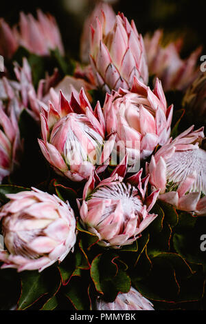 Close up of King Protea fleurs rose vif (photo:protea) contre un fond sombre dans le marché aux fleurs et fruits Lavradores à Funchal, Madère Banque D'Images