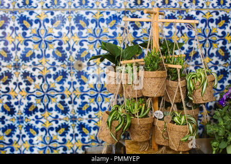 Une sélection de plantes vertes (araignée plantes et plantes grasses) en pots fibre de raccrocher sur un marché aux fleurs de Madère avec des carreaux à motifs en arrière-plan Banque D'Images
