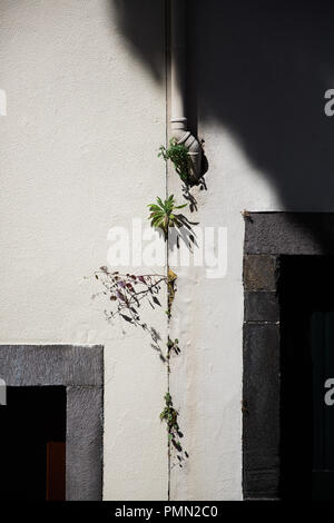 Les mauvaises herbes qui poussent sur un mur blanc entre deux portes Banque D'Images