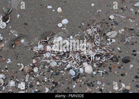 Les coquillages, cailloux et brindilles dans le sable sur la plage Banque D'Images