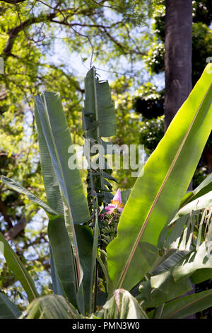 Détail d'un bananier avec une fleur rose vif et mini bananes en pleine croissance. Prises dans les jardins municipaux à Funchal, Madère Banque D'Images