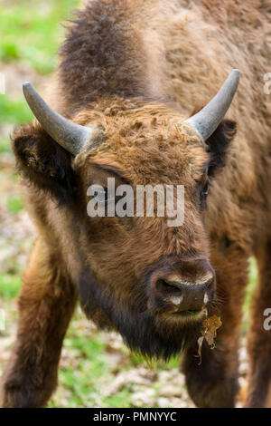 Bison d'Europe, le Bison bonasus, Portrait, Allemagne Banque D'Images