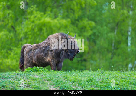 Bison d'Europe, Bison bonasus, printemps, Allemagne Banque D'Images