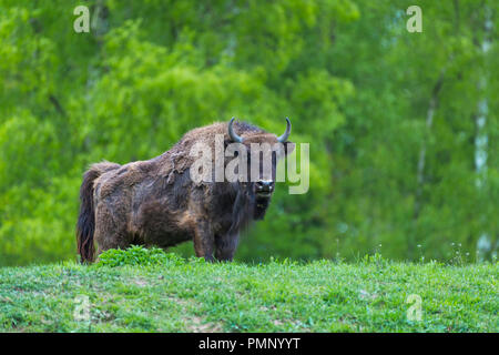 Bison d'Europe, Bison bonasus, printemps, Allemagne Banque D'Images