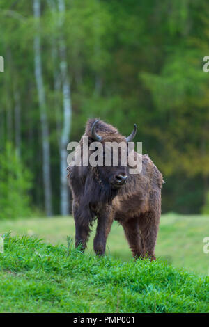 Bison d'Europe, Bison bonasus, printemps, Allemagne Banque D'Images