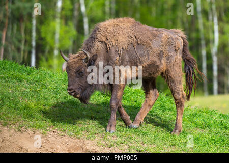 Bison d'Europe, Bison bonasus, printemps, Allemagne Banque D'Images