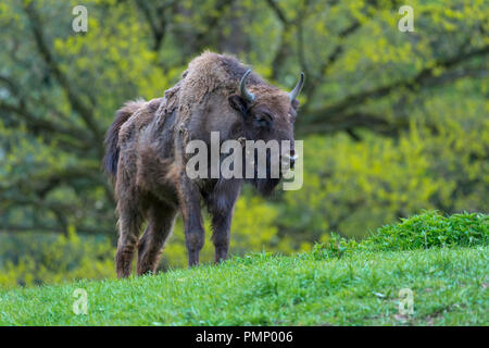 Bison d'Europe, Bison bonasus, printemps, Allemagne Banque D'Images