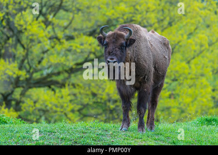 Bison d'Europe, Bison bonasus, printemps, Allemagne Banque D'Images