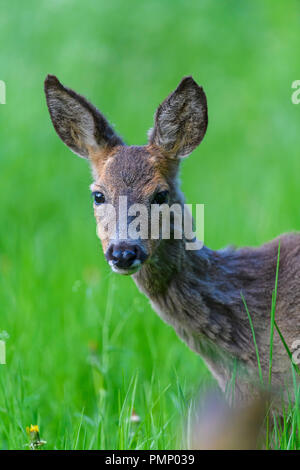Chevreuil, Capreolus capreolus, Portrait, printemps, l'Allemagne, de l'Europe Banque D'Images