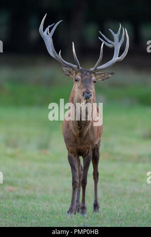Red Deer (Cervus elaphus, saison du rut, l'Allemagne, de l'Europe Banque D'Images