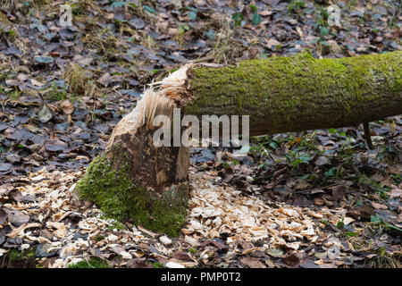 Les troncs d'arbres rongés par les castors d'Europe, Castor fiber, Spessart, Bavaria, Germany, Europe Banque D'Images