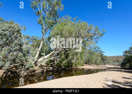 Faible niveau d'eau dans l'UEM Creek pendant la saison sèche, près de Petford, Nord du Queensland, Queensland, Australie Banque D'Images