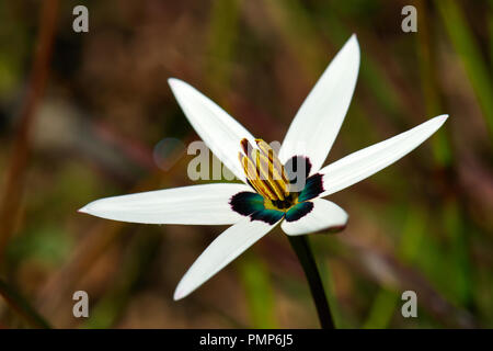 Fleur de paon (Pauridia capensis) Banque D'Images