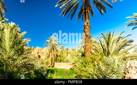 Vue sur jardin de palmiers de Telouet Kasbah de Tamnougalt suivant dans la vallée du Draa - Maroc Banque D'Images