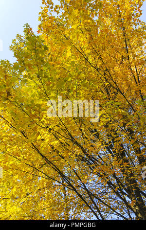 Dessus des arbres d'automne avec le feuillage jaune sur fond de ciel bleu Banque D'Images