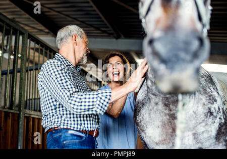 Un couple de flatter un cheval dans une écurie. Banque D'Images