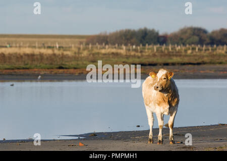 Rouge-pied bovins (Bos taurus) veau, Belgique // Vache pie-rouge belge Banque D'Images