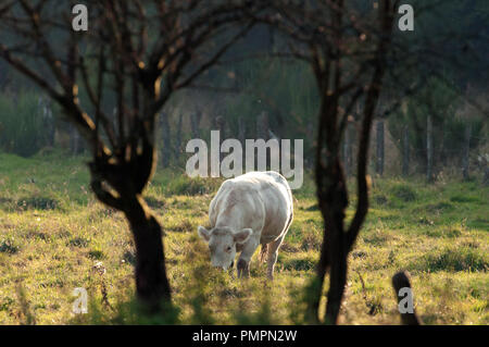 Blanc Bleu Belge aux bovins (Bos taurus) Belgique bleu-blanc-belge Banque D'Images