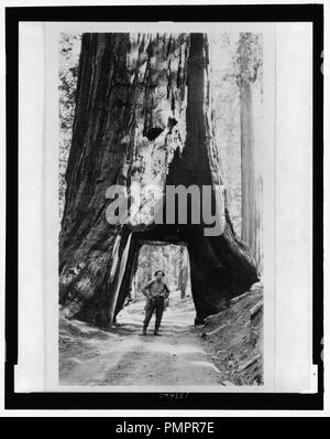 Bill Zorach marcher sous grand arbre, Yosemite, Californie Banque D'Images