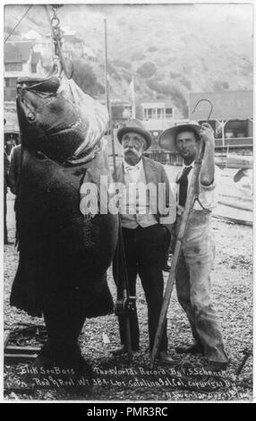 Black sea bass - le record du monde par F.S. Schenck sur canne et moulinet. Poids 384 lb Catalina Island, en Californie Banque D'Images