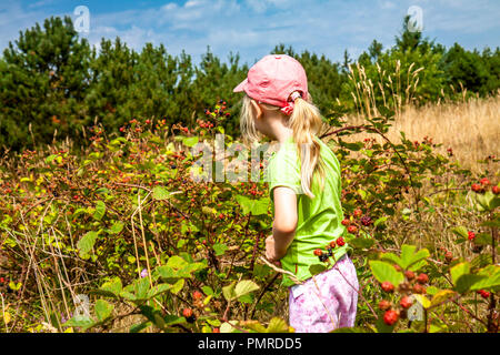 Little girl picking fresh framboisiers sauvages dans domaine au Danemark - Europe. Banque D'Images