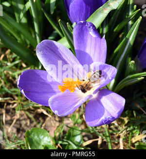 Biene, Pollenhoeschen, Apis mellifera, Banque D'Images