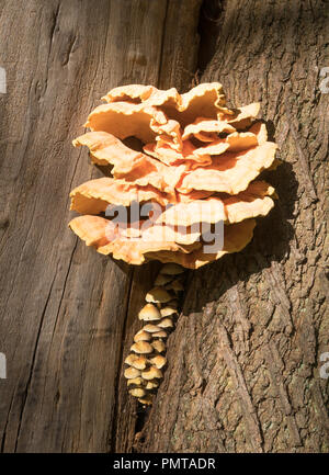 Deux champignons poussant sur un arbre, ou de poulet : sulphureus des bois et de petits champignons conique, Bishop Auckland, Co Durham, England, UK Banque D'Images