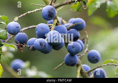 Prunelles fruits pourpre poudreux avec fleurs sur une haie d'arbustes épineux prunellier. Feuilles vertes ovales ont des marges dentées. Peut former des fourrés denses. Banque D'Images