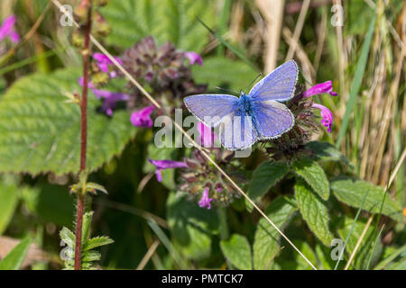 Papillon bleu commun (Polyommatus icarus) sur la végétation fleurie mauve. Zone côtière et de l'habitat de prairie semi woodland. Les ailes ouvertes (vue de dessus). Banque D'Images